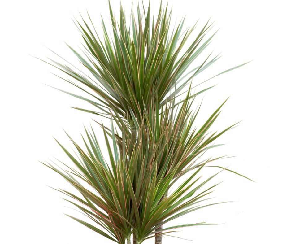 Dracena