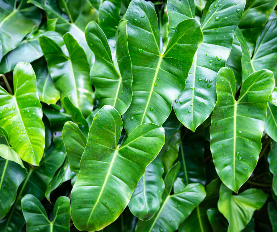 Filodonendron