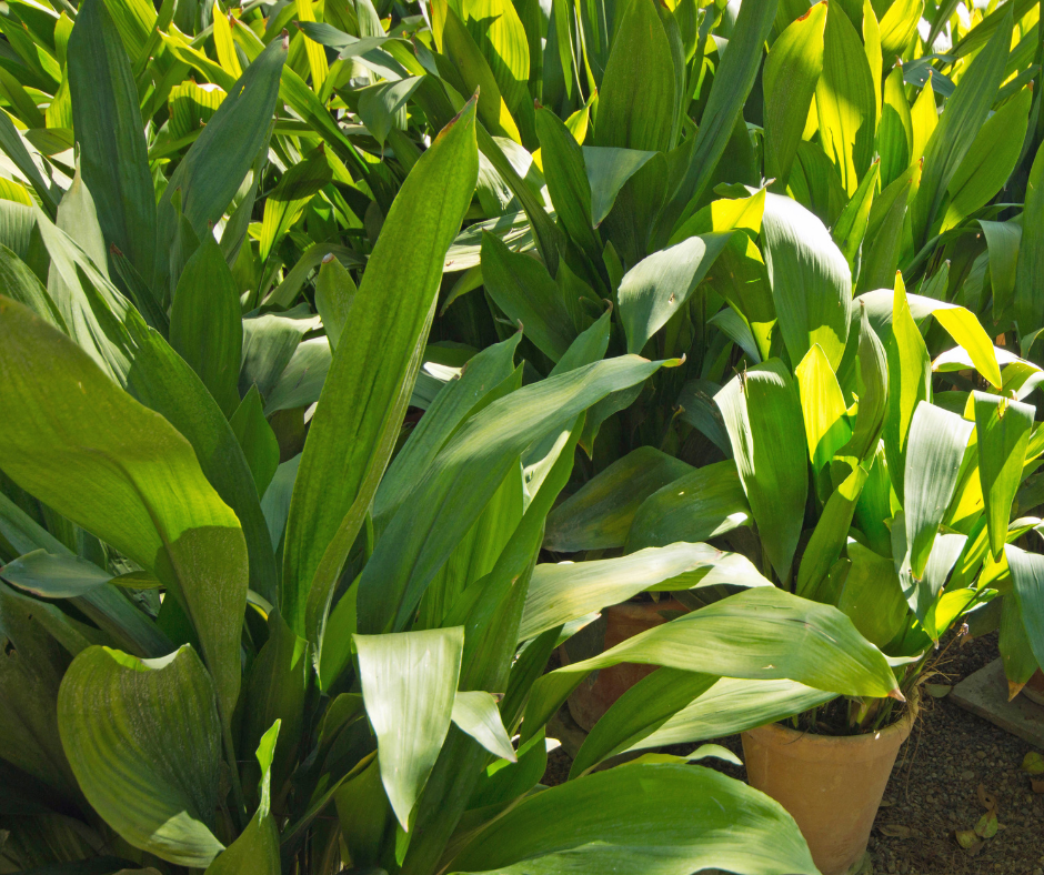 Aspidistra