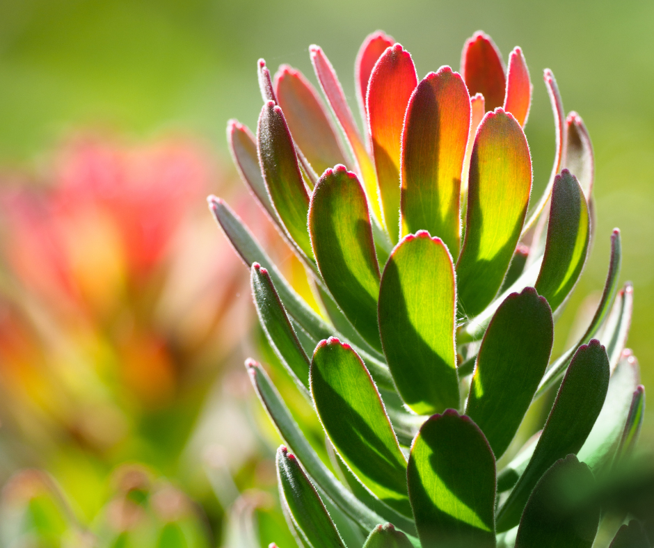 Leukadendron