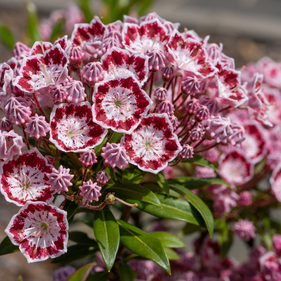 Kalmia