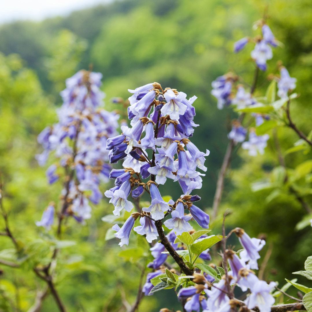 Paulownia