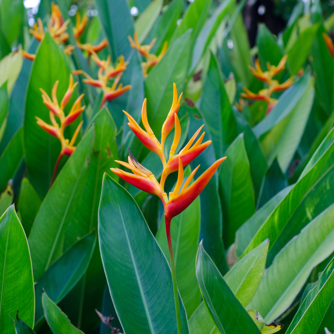 Helikonia