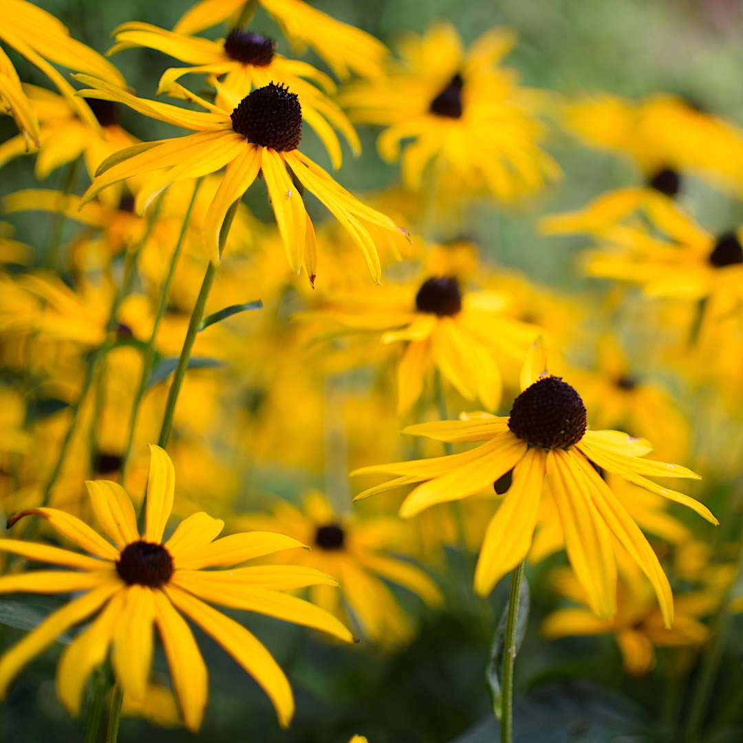 Rudbekia