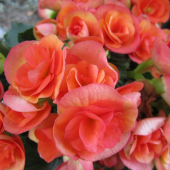 Begonia